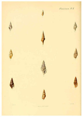 Reproducción/Reproduction 6029538925: Conchologia iconica, or, Illustrations of the shells of molluscous animals. v.1 London :Reeve, Brothers,1843-1878