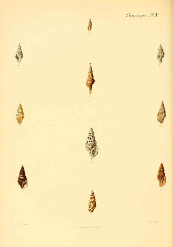 Reproducción/Reproduction 6029538925: Conchologia iconica, or, Illustrations of the shells of molluscous animals. v.1 London :Reeve, Brothers,1843-1878