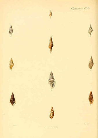 Reproducción/Reproduction 6029538925: Conchologia iconica, or, Illustrations of the shells of molluscous animals. v.1 London :Reeve, Brothers,1843-1878