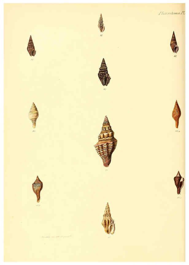 Reproducción/Reproduction 6029539291: Conchologia iconica, or, Illustrations of the shells of molluscous animals. v.1 London :Reeve, Brothers,1843-1878