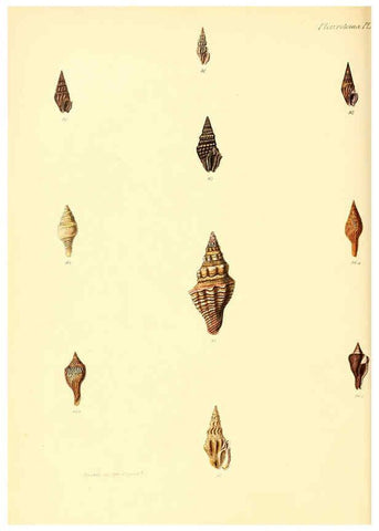 Reproducción/Reproduction 6029539291: Conchologia iconica, or, Illustrations of the shells of molluscous animals. v.1 London :Reeve, Brothers,1843-1878