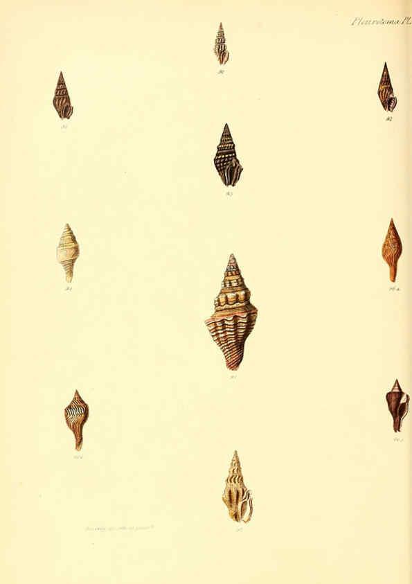 Reproducción/Reproduction 6029539291: Conchologia iconica, or, Illustrations of the shells of molluscous animals. v.1 London :Reeve, Brothers,1843-1878