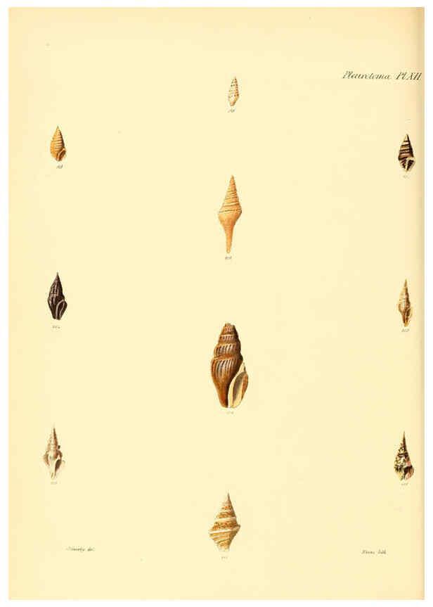 Reproducción/Reproduction 6030093598: Conchologia iconica, or, Illustrations of the shells of molluscous animals. v.1 London :Reeve, Brothers,1843-1878