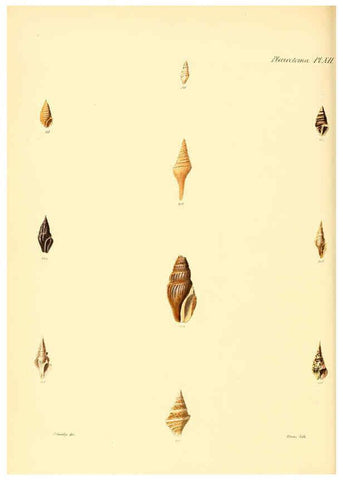 Reproducción/Reproduction 6030093598: Conchologia iconica, or, Illustrations of the shells of molluscous animals. v.1 London :Reeve, Brothers,1843-1878