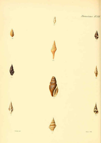 Reproducción/Reproduction 6030093598: Conchologia iconica, or, Illustrations of the shells of molluscous animals. v.1 London :Reeve, Brothers,1843-1878