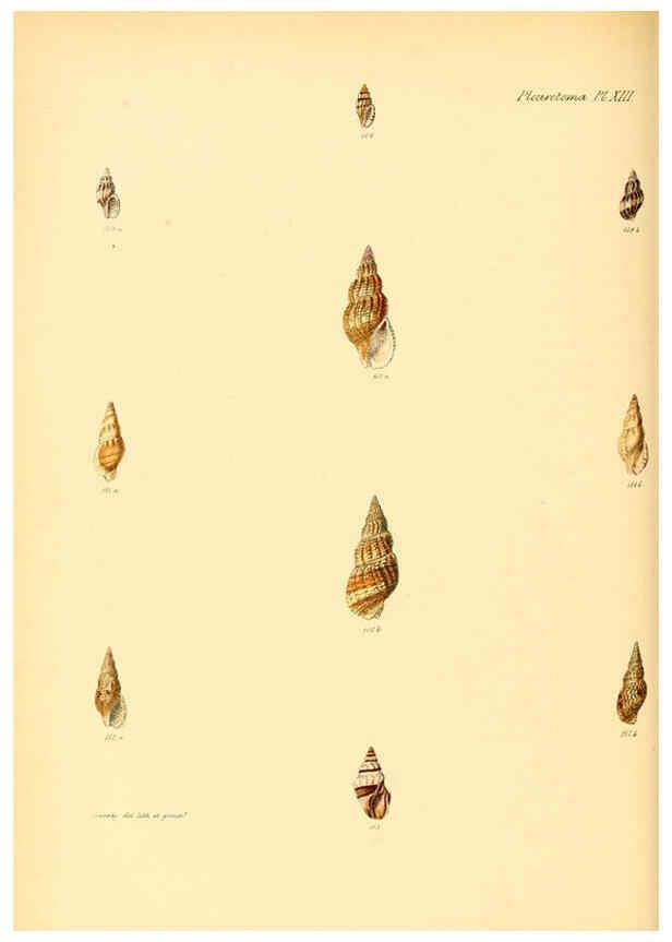 Reproducción/Reproduction 6029539783: Conchologia iconica, or, Illustrations of the shells of molluscous animals. v.1 London :Reeve, Brothers,1843-1878