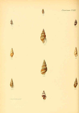 Reproducción/Reproduction 6029539783: Conchologia iconica, or, Illustrations of the shells of molluscous animals. v.1 London :Reeve, Brothers,1843-1878