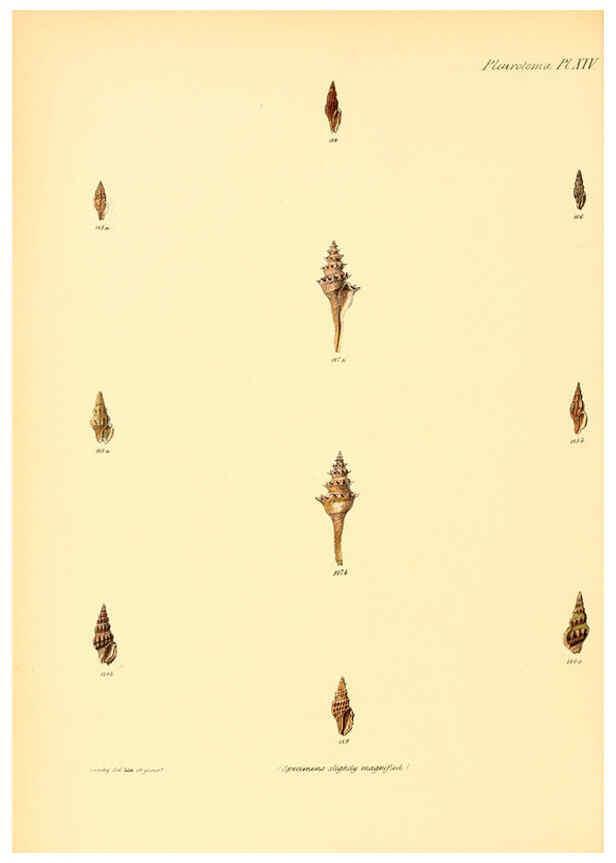 Reproducción/Reproduction 6029540027: Conchologia iconica, or, Illustrations of the shells of molluscous animals. v.1 London :Reeve, Brothers,1843-1878