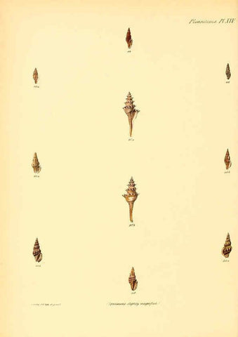 Reproducción/Reproduction 6029540027: Conchologia iconica, or, Illustrations of the shells of molluscous animals. v.1 London :Reeve, Brothers,1843-1878