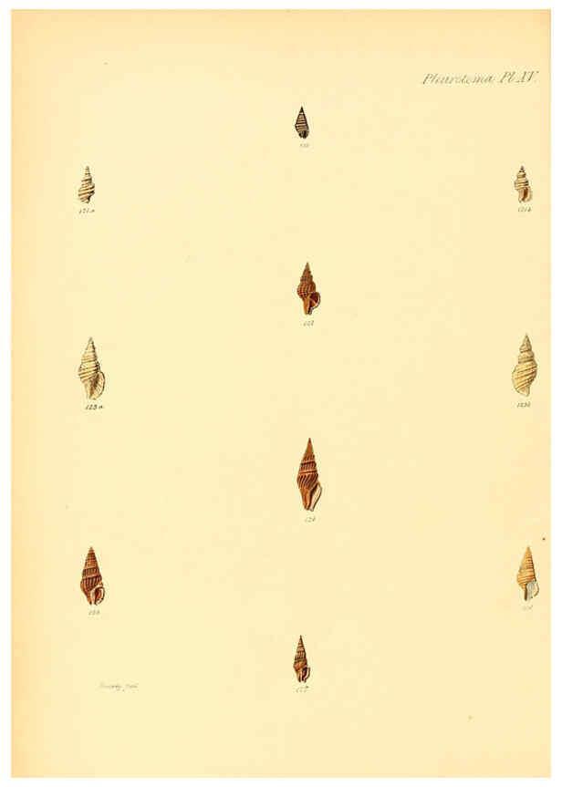 Reproducción/Reproduction 6029540417: Conchologia iconica, or, Illustrations of the shells of molluscous animals. v.1 London :Reeve, Brothers,1843-1878