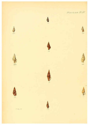 Reproducción/Reproduction 6029540417: Conchologia iconica, or, Illustrations of the shells of molluscous animals. v.1 London :Reeve, Brothers,1843-1878