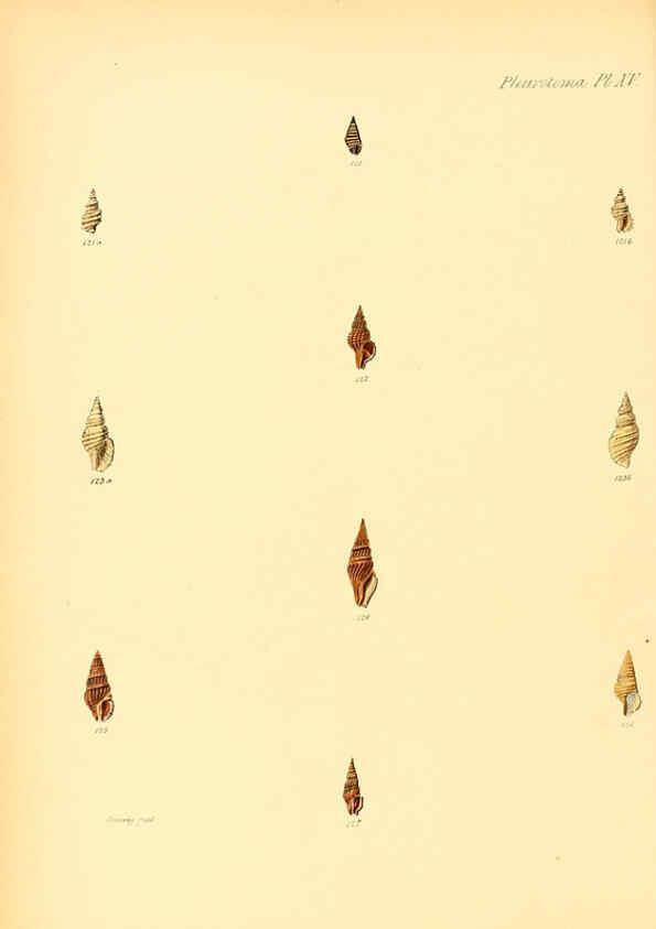 Reproducción/Reproduction 6029540417: Conchologia iconica, or, Illustrations of the shells of molluscous animals. v.1 London :Reeve, Brothers,1843-1878