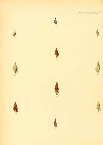 Reproducción/Reproduction 6029540417: Conchologia iconica, or, Illustrations of the shells of molluscous animals. v.1 London :Reeve, Brothers,1843-1878