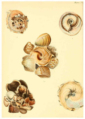 Reproducción/Reproduction 6029549693: Conchologia iconica, or, Illustrations of the shells of molluscous animals. v.1 London :Reeve, Brothers,1843-1878