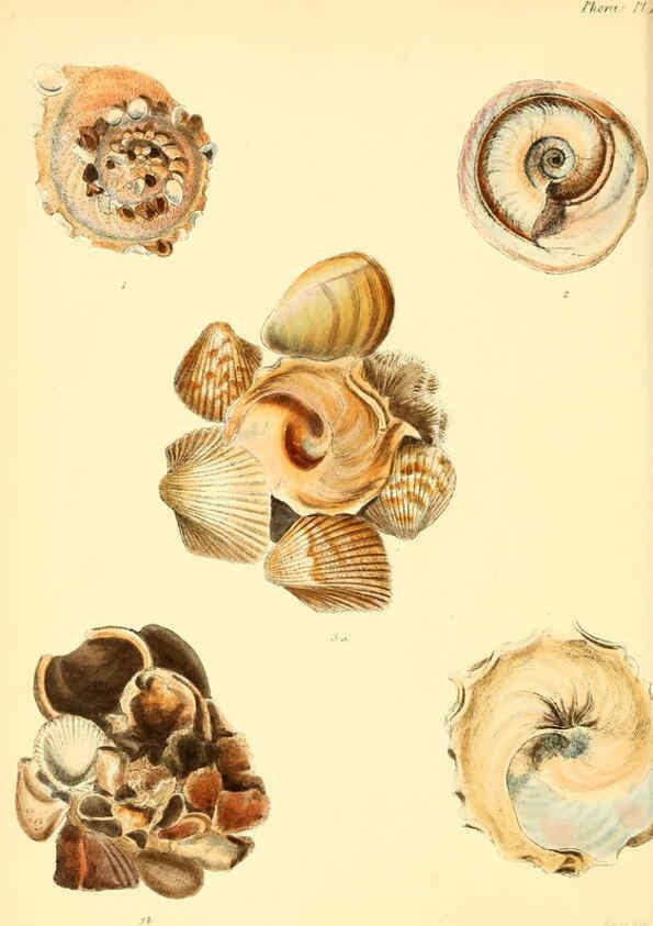 Reproducción/Reproduction 6029549693: Conchologia iconica, or, Illustrations of the shells of molluscous animals. v.1 London :Reeve, Brothers,1843-1878