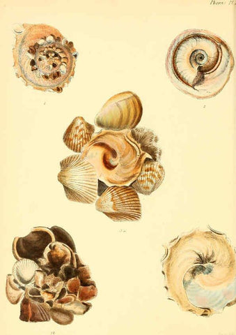 Reproducción/Reproduction 6029549693: Conchologia iconica, or, Illustrations of the shells of molluscous animals. v.1 London :Reeve, Brothers,1843-1878