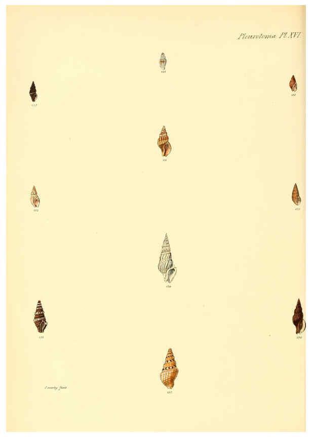 Reproducción/Reproduction 6030094752: Conchologia iconica, or, Illustrations of the shells of molluscous animals. v.1 London :Reeve, Brothers,1843-1878