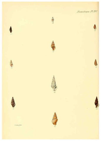 Reproducción/Reproduction 6030094752: Conchologia iconica, or, Illustrations of the shells of molluscous animals. v.1 London :Reeve, Brothers,1843-1878