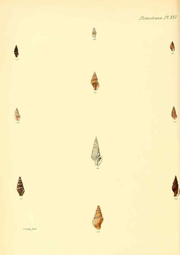 Reproducción/Reproduction 6030094752: Conchologia iconica, or, Illustrations of the shells of molluscous animals. v.1 London :Reeve, Brothers,1843-1878