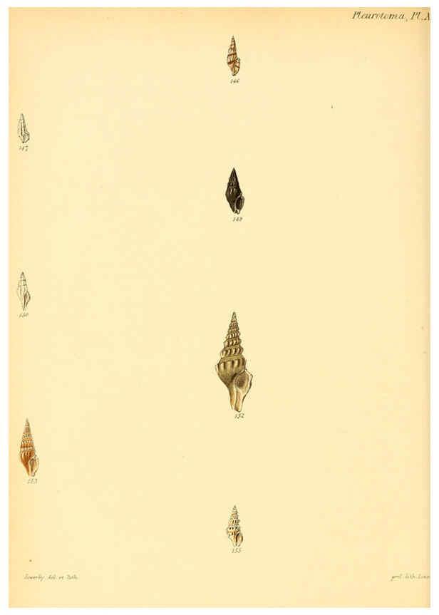 Reproducción/Reproduction 6030095688: Conchologia iconica, or, Illustrations of the shells of molluscous animals. v.1 London :Reeve, Brothers,1843-1878