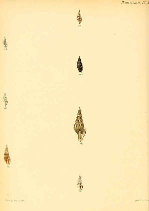 Reproducción/Reproduction 6030095688: Conchologia iconica, or, Illustrations of the shells of molluscous animals. v.1 London :Reeve, Brothers,1843-1878