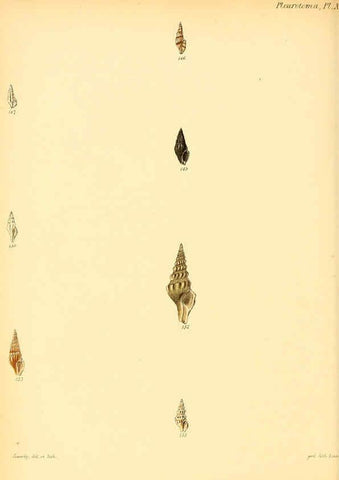 Reproducción/Reproduction 6030095688: Conchologia iconica, or, Illustrations of the shells of molluscous animals. v.1 London :Reeve, Brothers,1843-1878