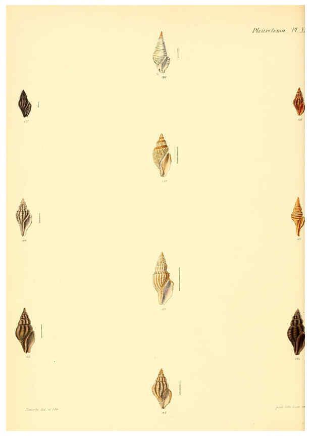 Reproducción/Reproduction 6029541905: Conchologia iconica, or, Illustrations of the shells of molluscous animals. v.1 London :Reeve, Brothers,1843-1878