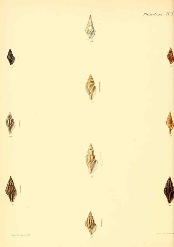 Reproducción/Reproduction 6029541905: Conchologia iconica, or, Illustrations of the shells of molluscous animals. v.1 London :Reeve, Brothers,1843-1878