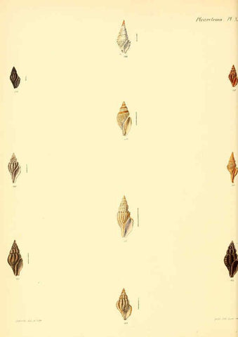 Reproducción/Reproduction 6029541905: Conchologia iconica, or, Illustrations of the shells of molluscous animals. v.1 London :Reeve, Brothers,1843-1878