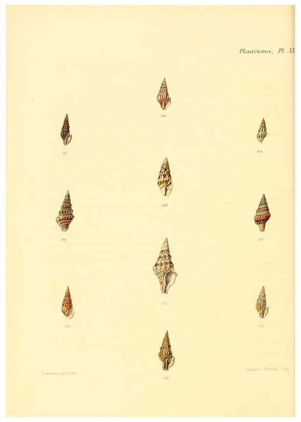Reproducción/Reproduction 6029542181: Conchologia iconica, or, Illustrations of the shells of molluscous animals. v.1 London :Reeve, Brothers,1843-1878