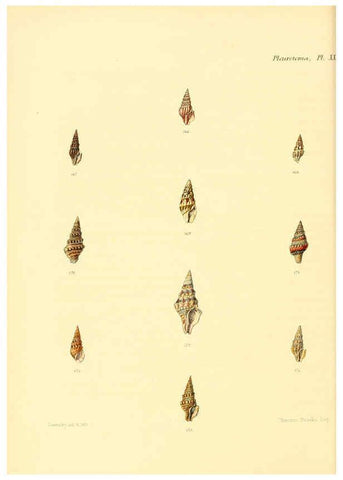 Reproducción/Reproduction 6029542181: Conchologia iconica, or, Illustrations of the shells of molluscous animals. v.1 London :Reeve, Brothers,1843-1878