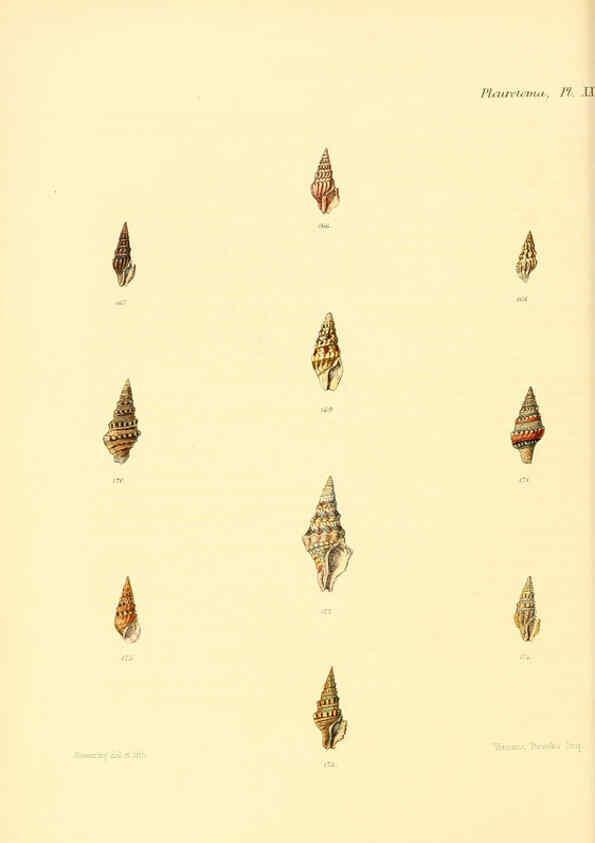 Reproducción/Reproduction 6029542181: Conchologia iconica, or, Illustrations of the shells of molluscous animals. v.1 London :Reeve, Brothers,1843-1878