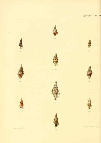 Reproducción/Reproduction 6029542181: Conchologia iconica, or, Illustrations of the shells of molluscous animals. v.1 London :Reeve, Brothers,1843-1878