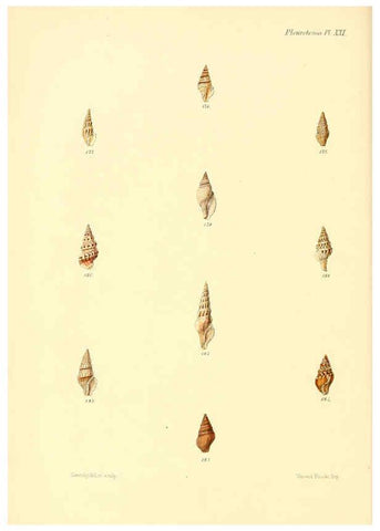 Reproducción/Reproduction 6029542449: Conchologia iconica, or, Illustrations of the shells of molluscous animals. v.1 London :Reeve, Brothers,1843-1878