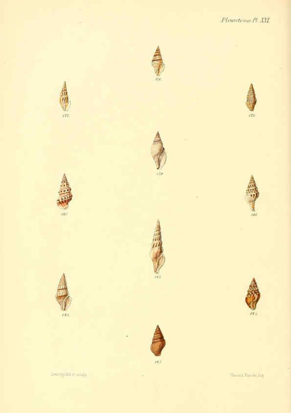 Reproducción/Reproduction 6029542449: Conchologia iconica, or, Illustrations of the shells of molluscous animals. v.1 London :Reeve, Brothers,1843-1878