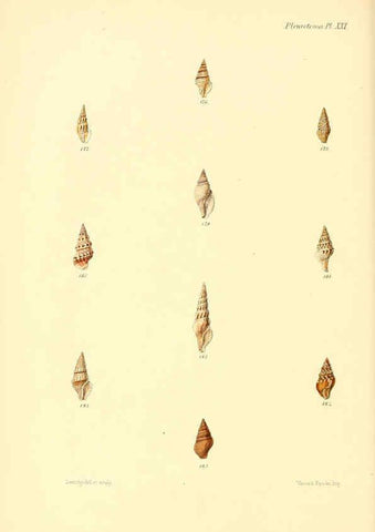 Reproducción/Reproduction 6029542449: Conchologia iconica, or, Illustrations of the shells of molluscous animals. v.1 London :Reeve, Brothers,1843-1878