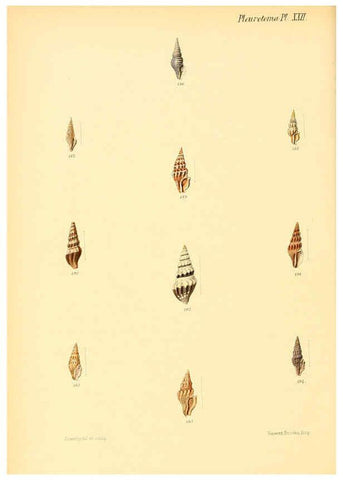 Reproducción/Reproduction 6030096710: Conchologia iconica, or, Illustrations of the shells of molluscous animals. v.1 London :Reeve, Brothers,1843-1878