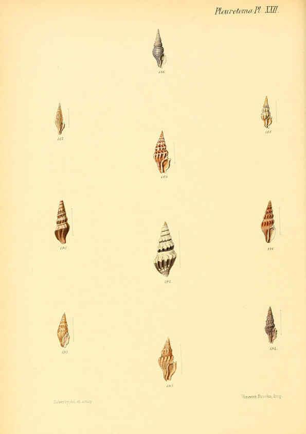 Reproducción/Reproduction 6030096710: Conchologia iconica, or, Illustrations of the shells of molluscous animals. v.1 London :Reeve, Brothers,1843-1878