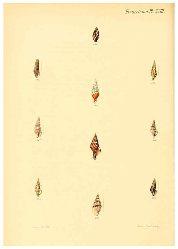 Reproducción/Reproduction 6030097062: Conchologia iconica, or, Illustrations of the shells of molluscous animals. v.1 London :Reeve, Brothers,1843-1878