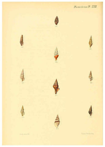 Reproducción/Reproduction 6030097062: Conchologia iconica, or, Illustrations of the shells of molluscous animals. v.1 London :Reeve, Brothers,1843-1878