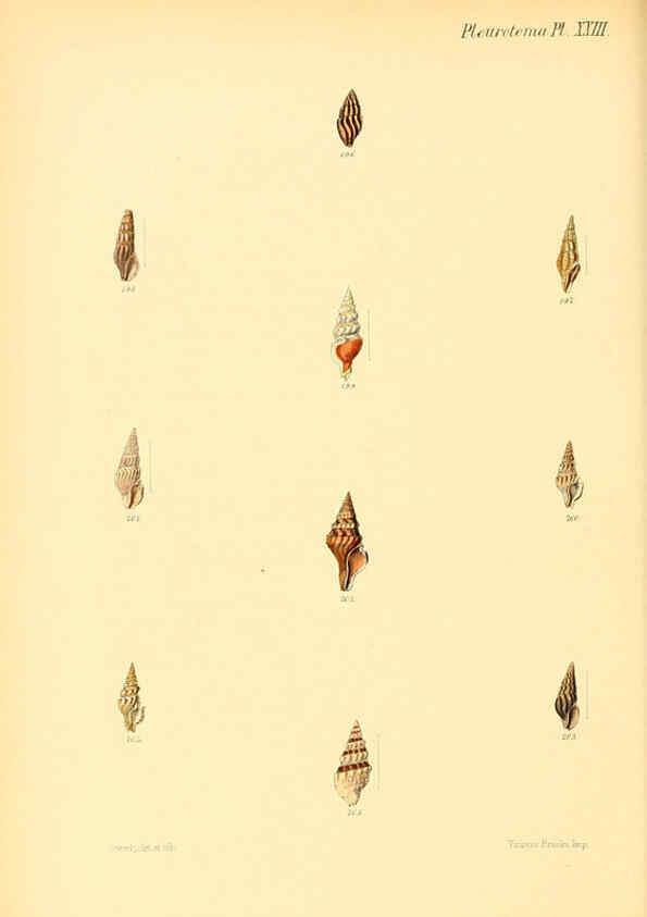 Reproducción/Reproduction 6030097062: Conchologia iconica, or, Illustrations of the shells of molluscous animals. v.1 London :Reeve, Brothers,1843-1878