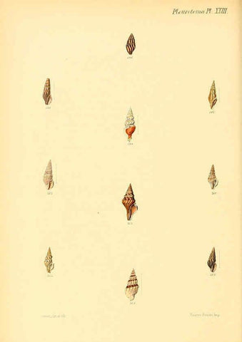 Reproducción/Reproduction 6030097062: Conchologia iconica, or, Illustrations of the shells of molluscous animals. v.1 London :Reeve, Brothers,1843-1878
