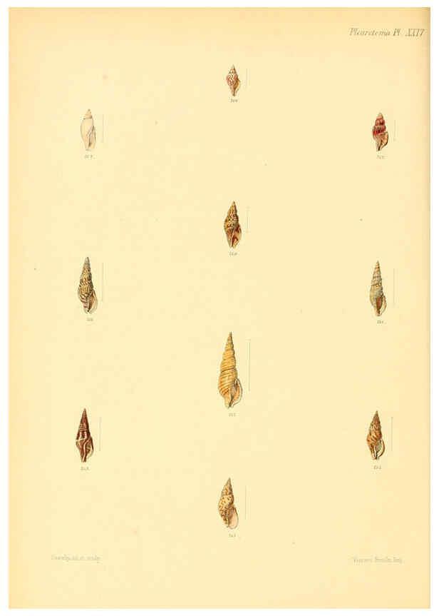 Reproducción/Reproduction 6029543359: Conchologia iconica, or, Illustrations of the shells of molluscous animals. v.1 London :Reeve, Brothers,1843-1878
