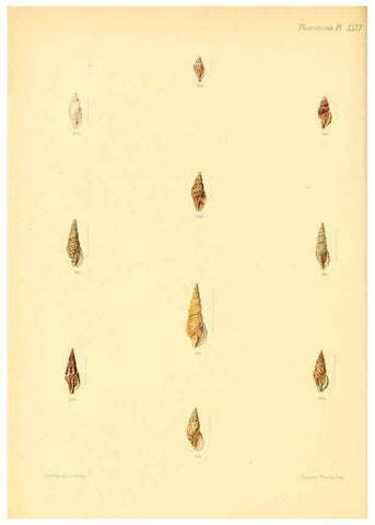 Reproducción/Reproduction 6029543359: Conchologia iconica, or, Illustrations of the shells of molluscous animals. v.1 London :Reeve, Brothers,1843-1878