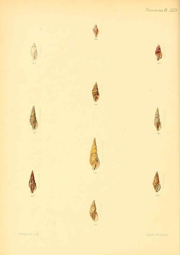 Reproducción/Reproduction 6029543359: Conchologia iconica, or, Illustrations of the shells of molluscous animals. v.1 London :Reeve, Brothers,1843-1878