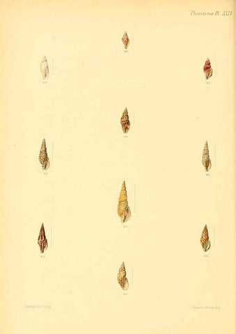 Reproducción/Reproduction 6029543359: Conchologia iconica, or, Illustrations of the shells of molluscous animals. v.1 London :Reeve, Brothers,1843-1878
