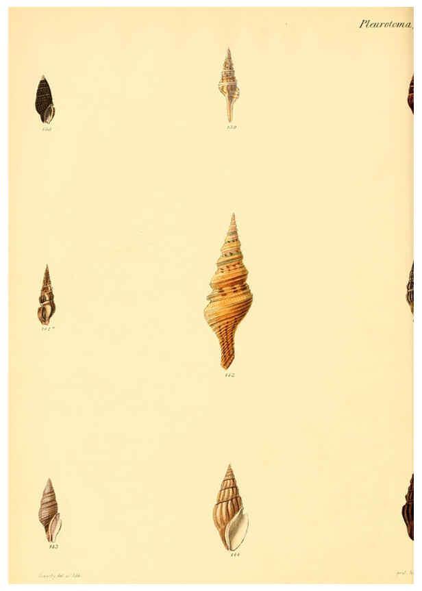 Reproducción/Reproduction 6029541267: Conchologia iconica, or, Illustrations of the shells of molluscous animals. v.1 London :Reeve, Brothers,1843-1878