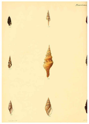Reproducción/Reproduction 6029541267: Conchologia iconica, or, Illustrations of the shells of molluscous animals. v.1 London :Reeve, Brothers,1843-1878