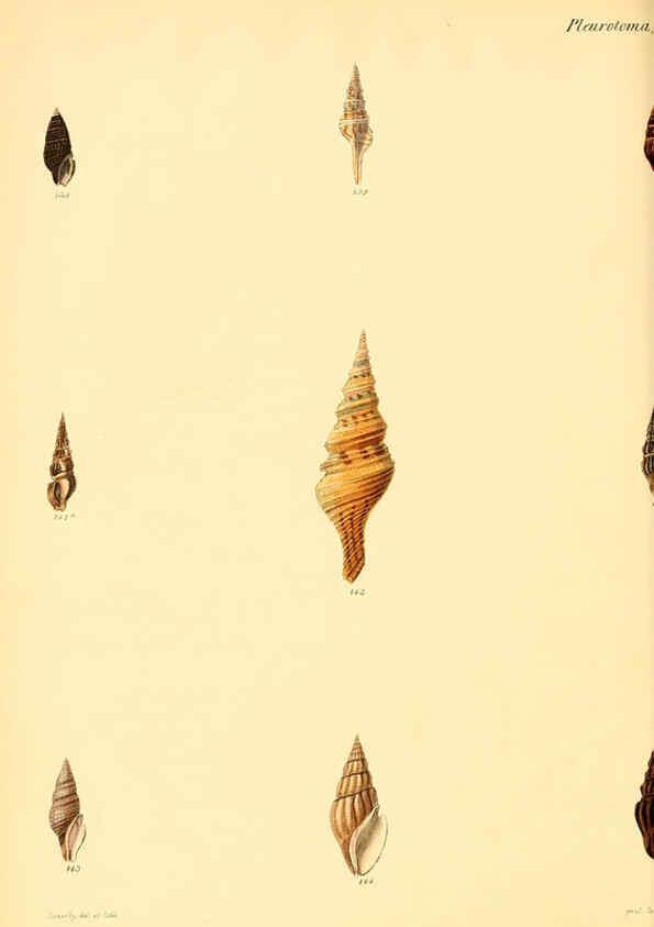 Reproducción/Reproduction 6029541267: Conchologia iconica, or, Illustrations of the shells of molluscous animals. v.1 London :Reeve, Brothers,1843-1878