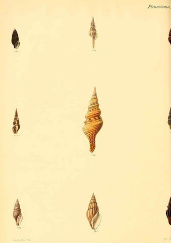 Reproducción/Reproduction 6029541267: Conchologia iconica, or, Illustrations of the shells of molluscous animals. v.1 London :Reeve, Brothers,1843-1878